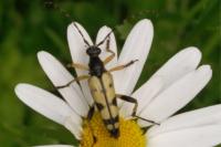 Rutpela maculata