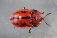 Pilemostoma fastuosa