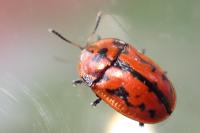 Pilemostoma fastuosa