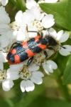 Trichodes alvearius