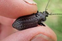 Carabus granulatus
