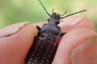 Carabus granulatus