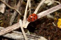 Subcoccinella vigintiquatuorpunctata