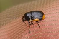 Cryptocephalus moraei