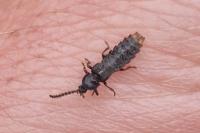 Phosphaenus hemipterus