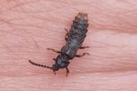 Phosphaenus hemipterus