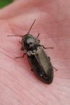 Selatosomus latus