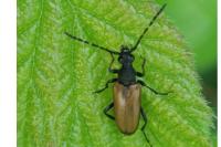 Stictoleptura maculicornis