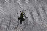 Oedemera nobilis