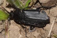 Necrodes littoralis