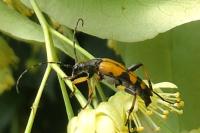 Rutpela maculata