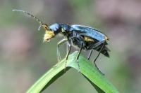 Clanoptilus elegans