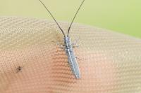 Calamobius filum