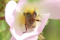 Hoplia argentea