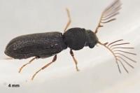 Ptilinus pectinicornis