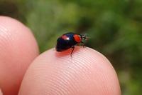 Adalia bipunctata