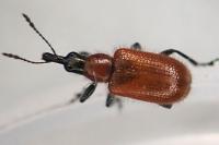 Lasiorhynchites caeruleocephalus