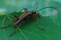 Stenocorus meridianus