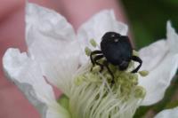 Mononychus punctumalbum
