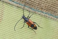 Stenurella bifasciata