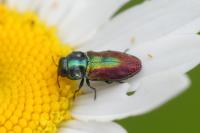 Anthaxia fulgurans