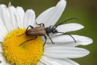 Stictoleptura maculicornis