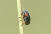 Cheilotoma musciformis