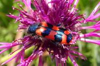 Trichodes alvearius
