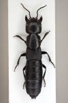 Ocypus nitens