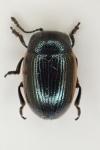Prasocuris glabra