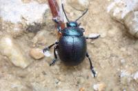 Timarcha goettingensis