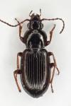 Pterostichus strenuus