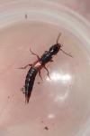 Othius punctulatus