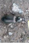 Selatosomus latus