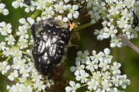 Oxythyrea funesta