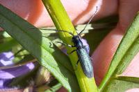 Agapanthia violacea