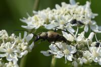 Pachytodes cerambyciformis