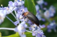 Mordellochroa abdominalis