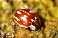 Myzia oblongoguttata