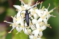 Rutpela nigra