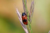 Clytra laeviuscula