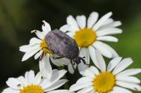 Netocia morio