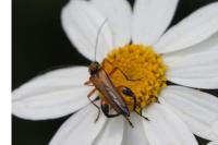Oedemera podagrariae