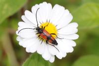 Stenurella bifasciata