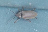 Dascillus cervinus