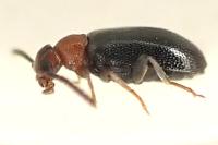 Anidorus sanguinolentus
