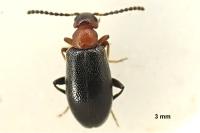 Anidorus sanguinolentus