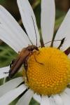 Oedemera podagrariae