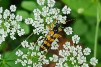 Rutpela maculata
