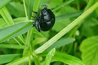 Timarcha tenebricosa